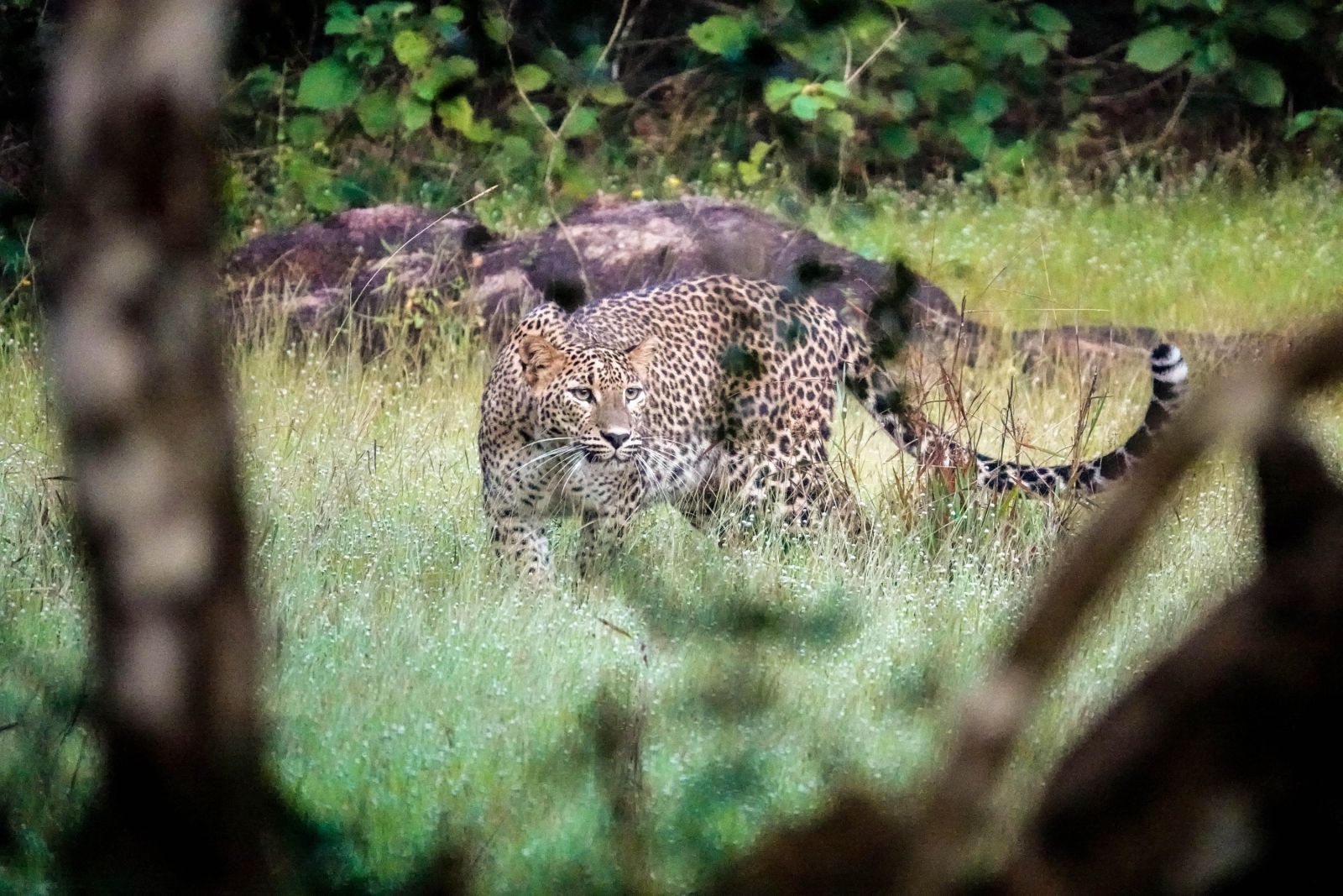 Leopard im Nationalpark in Sri Lanka