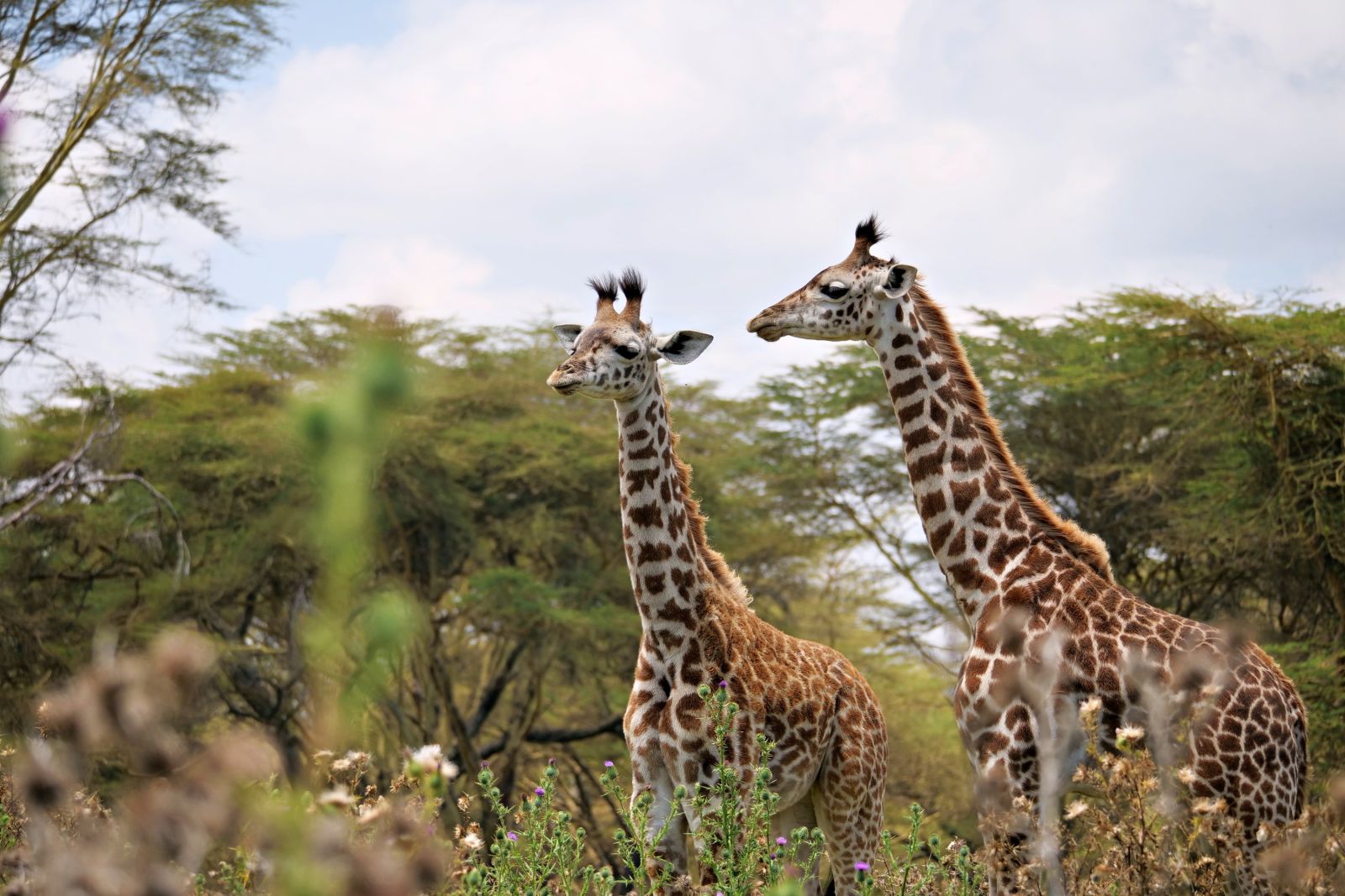 Junge Giraffen am Lake Nakuru