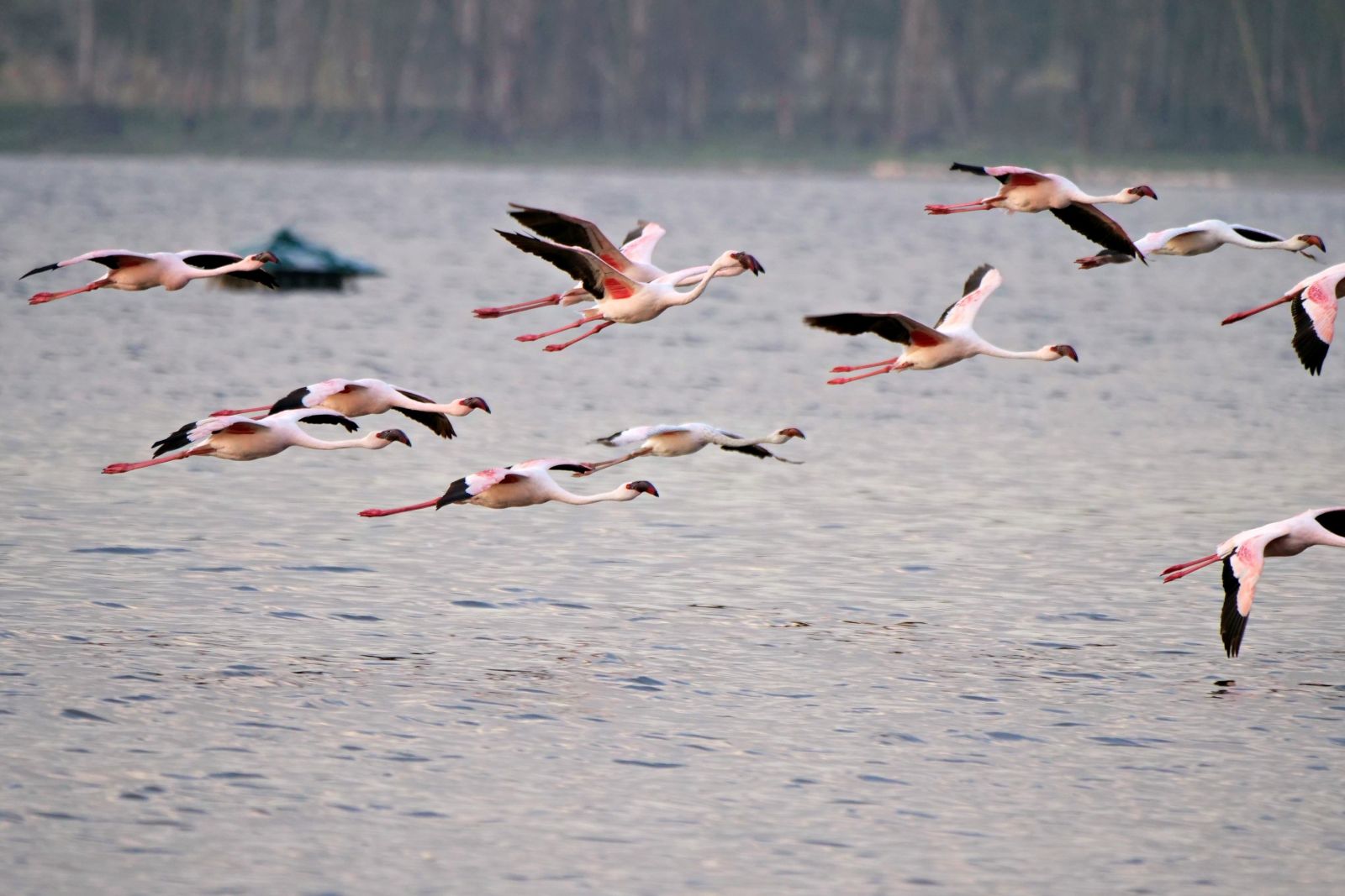 Flamingos über dem Lake Nakuru
