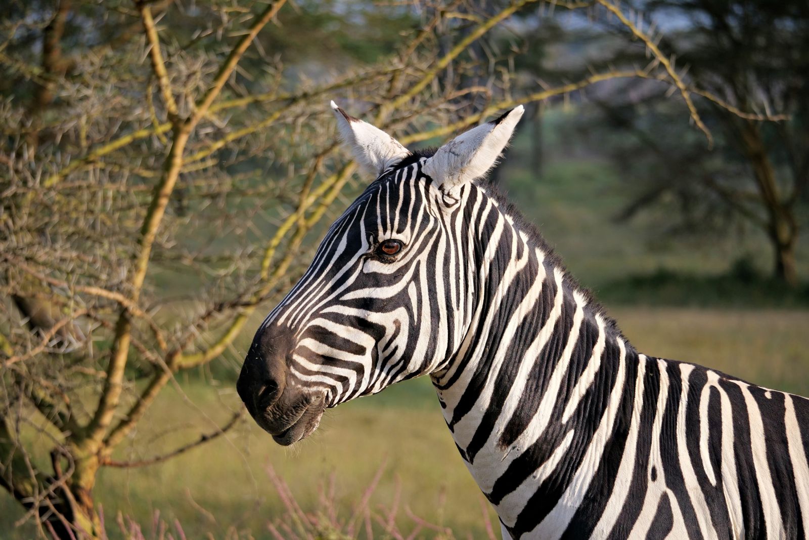 Zebra am Lake Nakuru