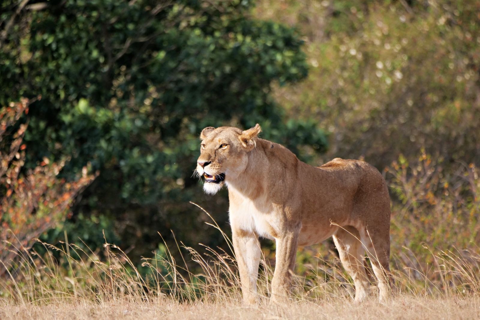 Löwin in der Masai Mara