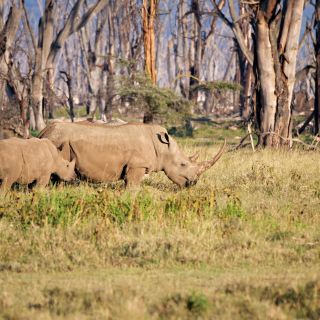 Nashörner in der Masai Mara