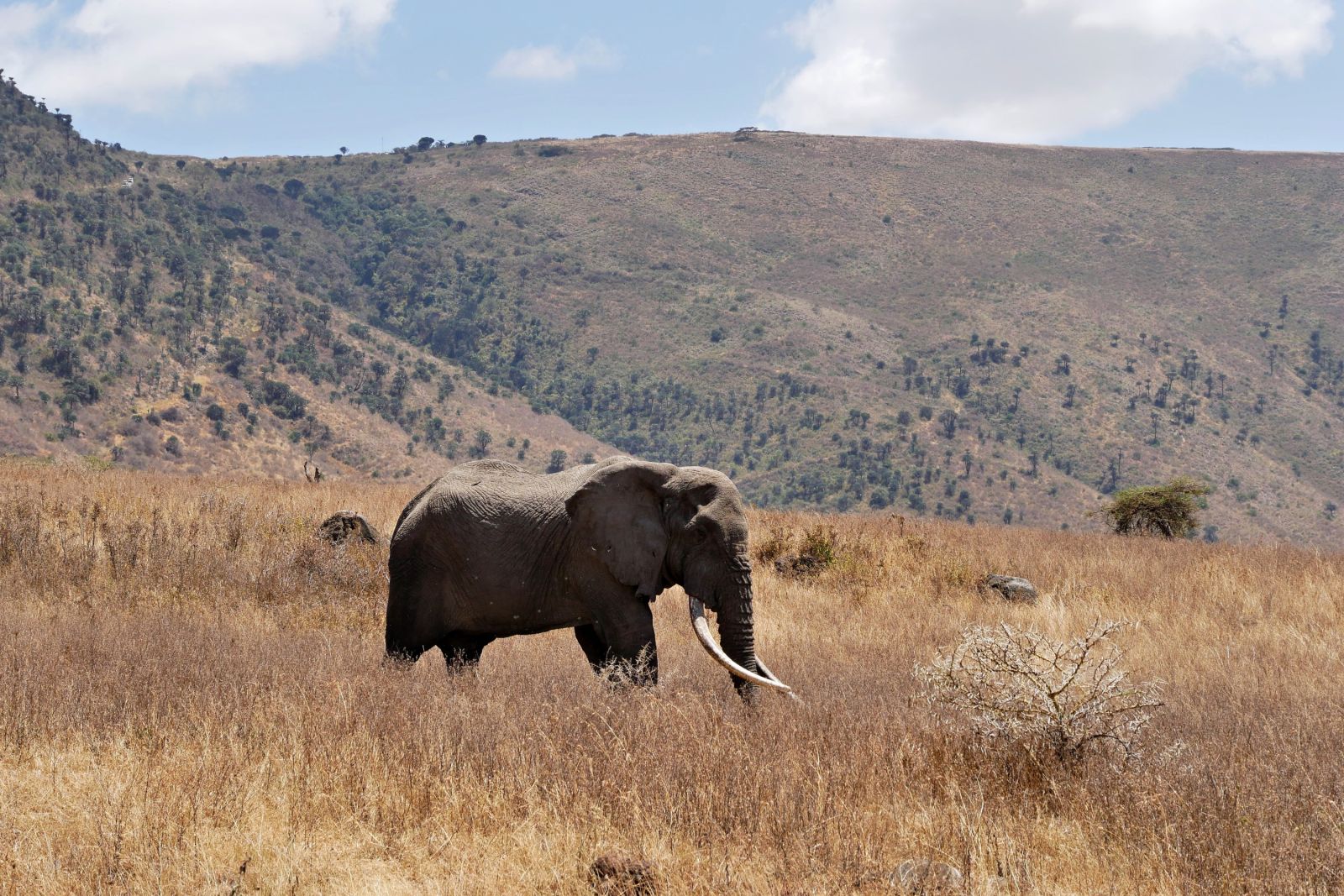 Elefant im Ngorongoro-Krater