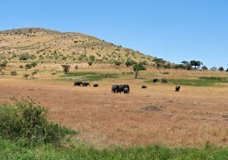 Elefanten-Herde in der Serengeti