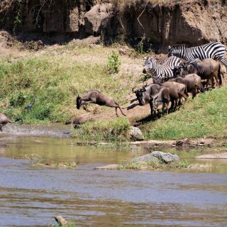 Gnus und Zebras bei der Flussüberquerung in der Serengeti