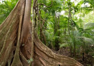 Der Regenwald von Panama bietet atemberaubende  Flora und Fauna