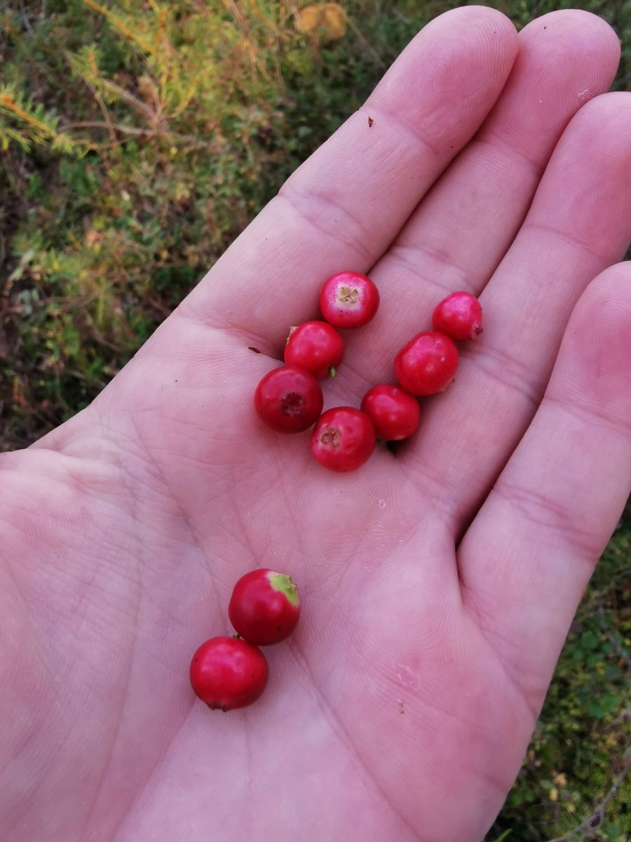 Cranberries im Soomaa-Hochmoor
