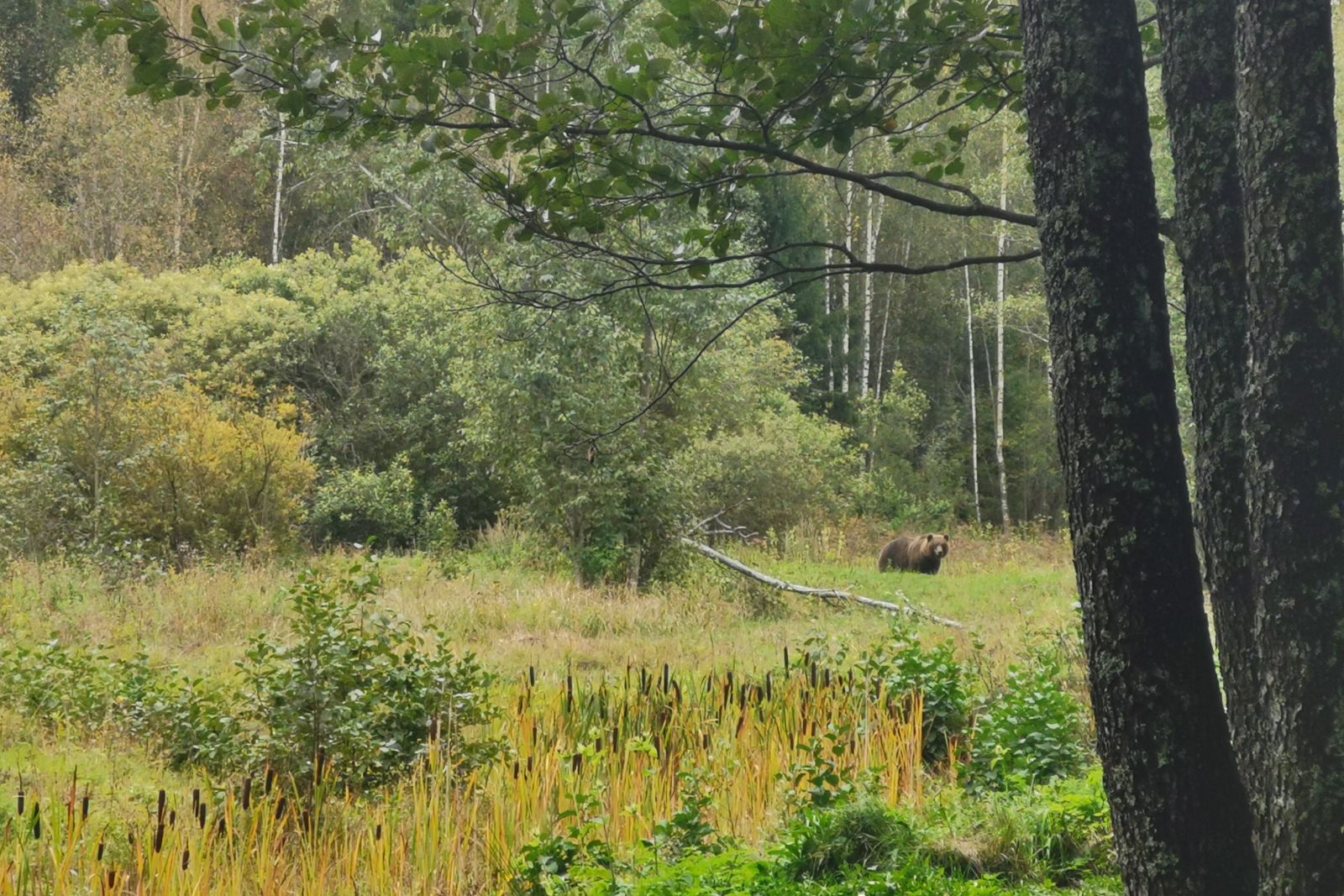 Ein tolles Erlebnis: Braunbärenbeobachtung in Estland
