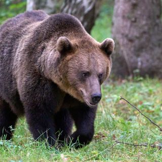 Highlight: Braunbärenbeobachtung im Alutaguse-Nationalpark