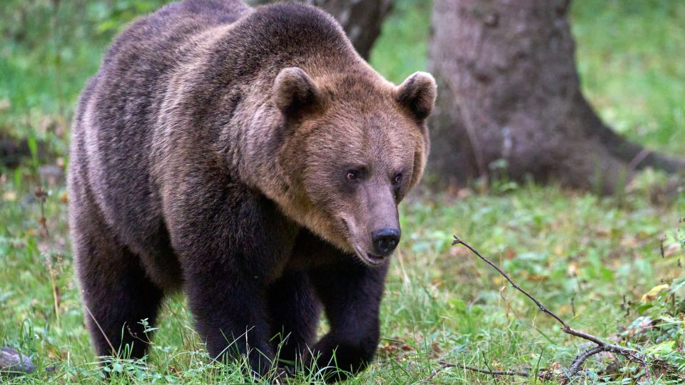 Highlight: Braunbärenbeobachtung im Alutaguse-Nationalpark