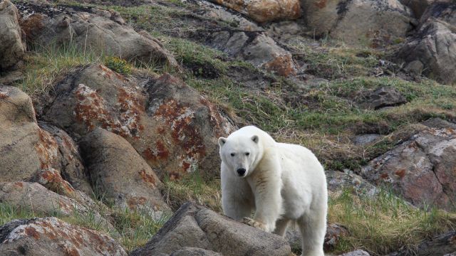 Eisbär an der Ungava-Bucht