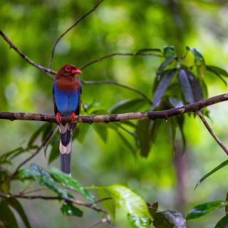 Blue Magpie im Sinharaja Regenwald