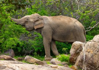 Elefant im Yala-Nationalpark