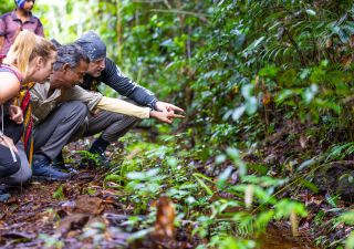 Endemische Pflanzen im Sinharaja Regenwald entdecken