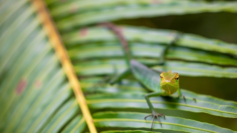 Gecko auf einem Blatt im Sinharaja Regenwald
