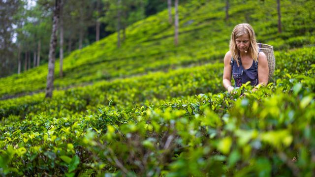 Tee pflücken auf den Teeplantagen in Nuwara Eliya