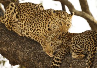 Leopardenmutter mit Kind in der Shinde-Konzession