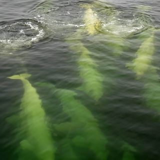 Belugas im Wasser