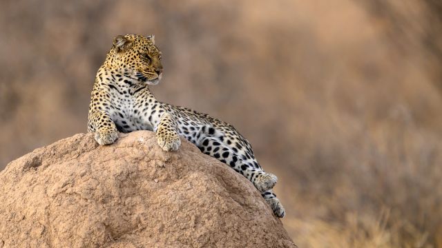 Ein Leopard posiert im Samburu