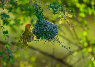 Webervogel am Nest im Samburu