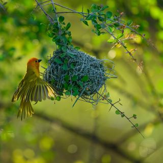 Webervogel am Nest im Samburu