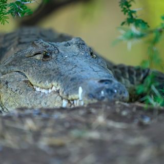 Krokodil im Samburu