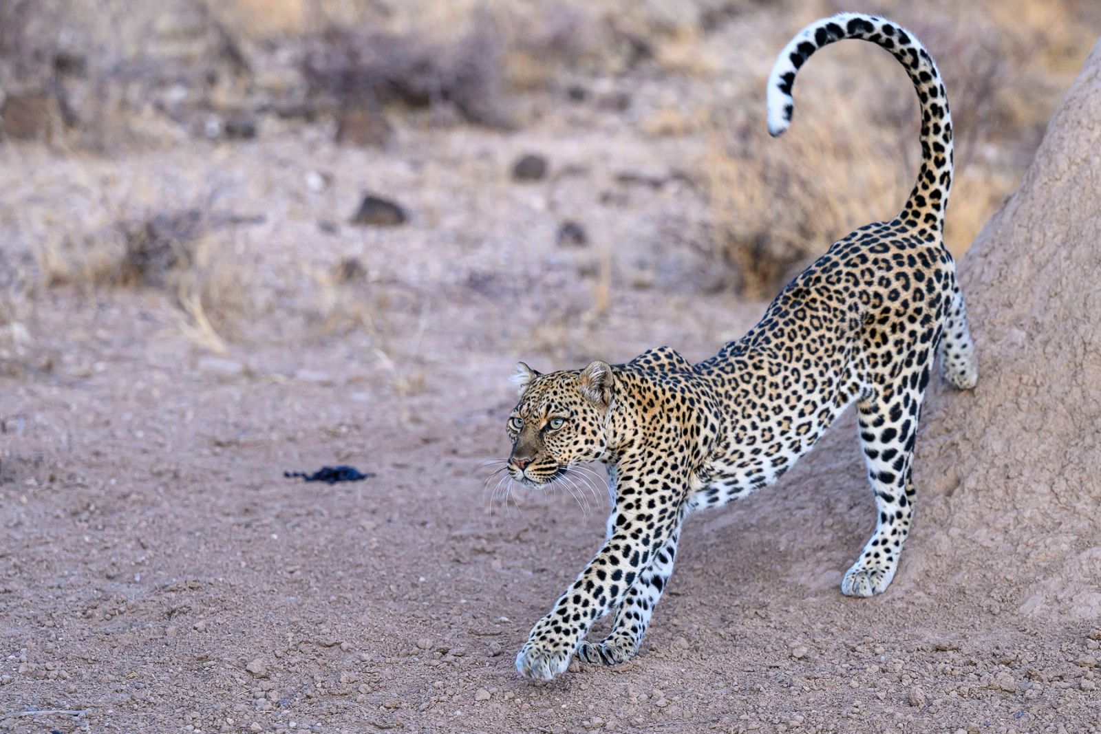 Leopard im Samburu
