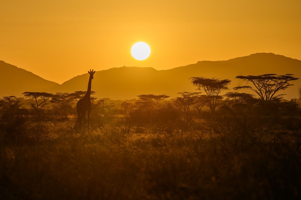 Giraffe im Samburu im Sonnenaufgang