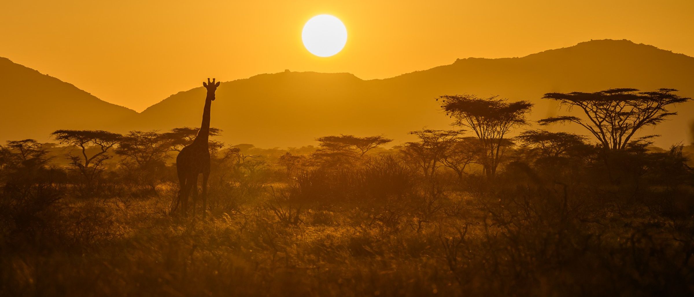 Giraffe im Samburu im Sonnenaufgang