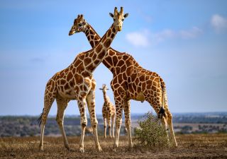 Wanderung mit Giraffen