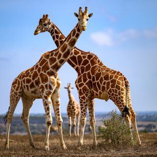 Wanderung mit Giraffen