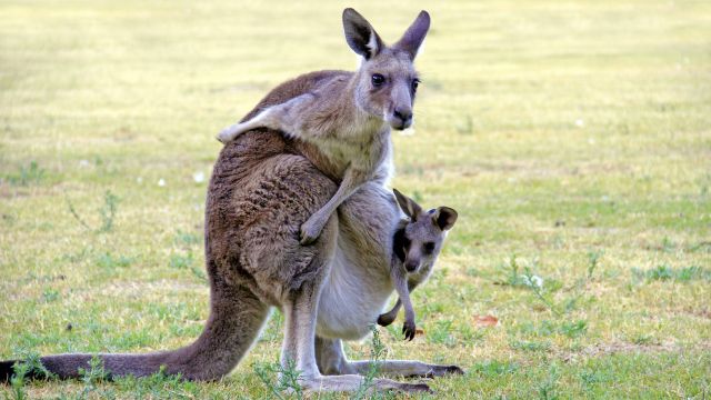 Känguru mit Baby
