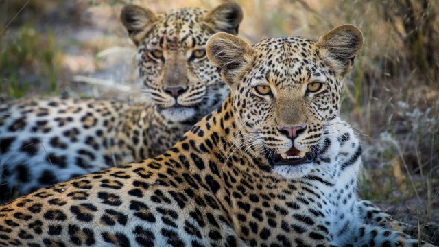 Leopardenpaar im Linyanti-Gebiet