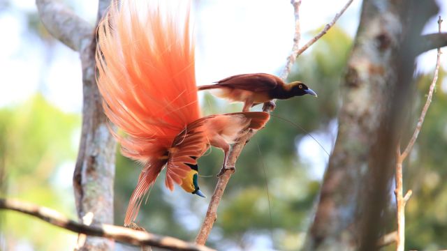 Paradiesvogel, Varirata Nationalpark