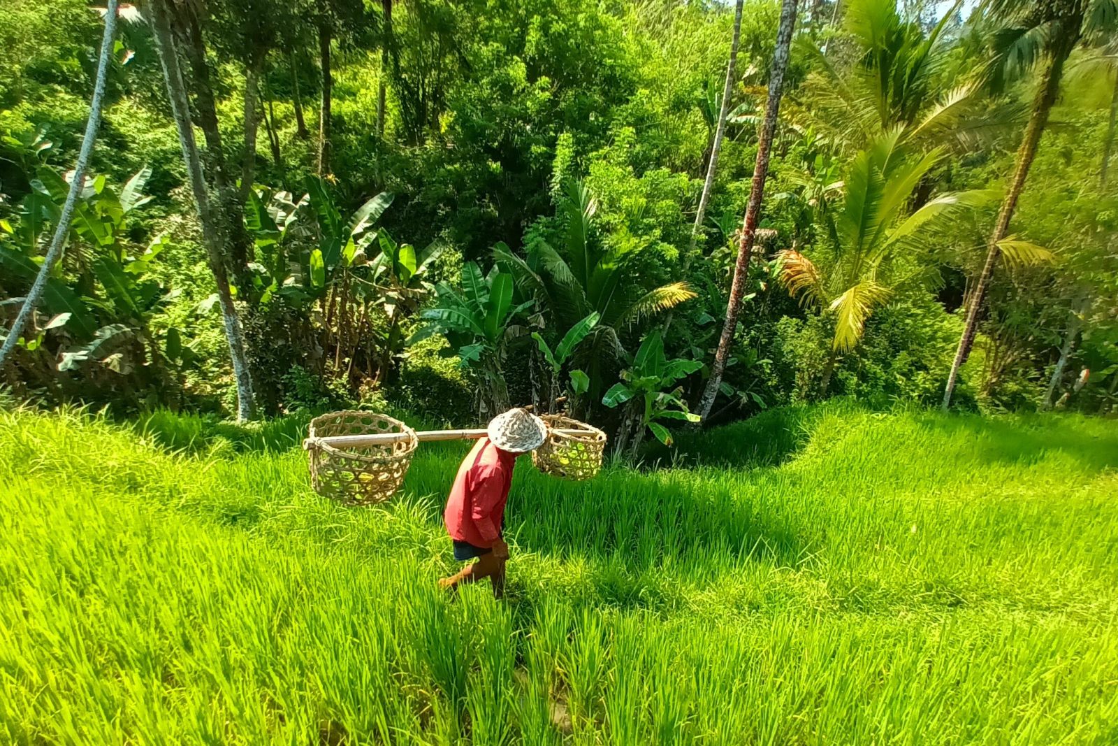 Reisbauer in Indonesien