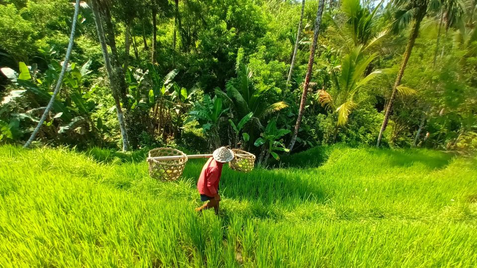 Reisbauer in Indonesien