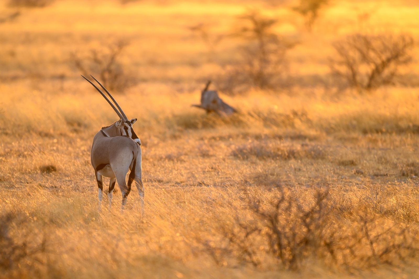 Oryx Antilope im ersten Morgenlicht im Samburu