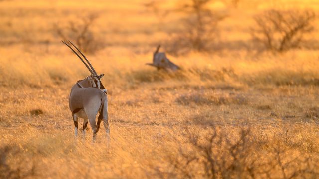 Eine Oryxantilope im Abendlicht im Samburu-Reservat