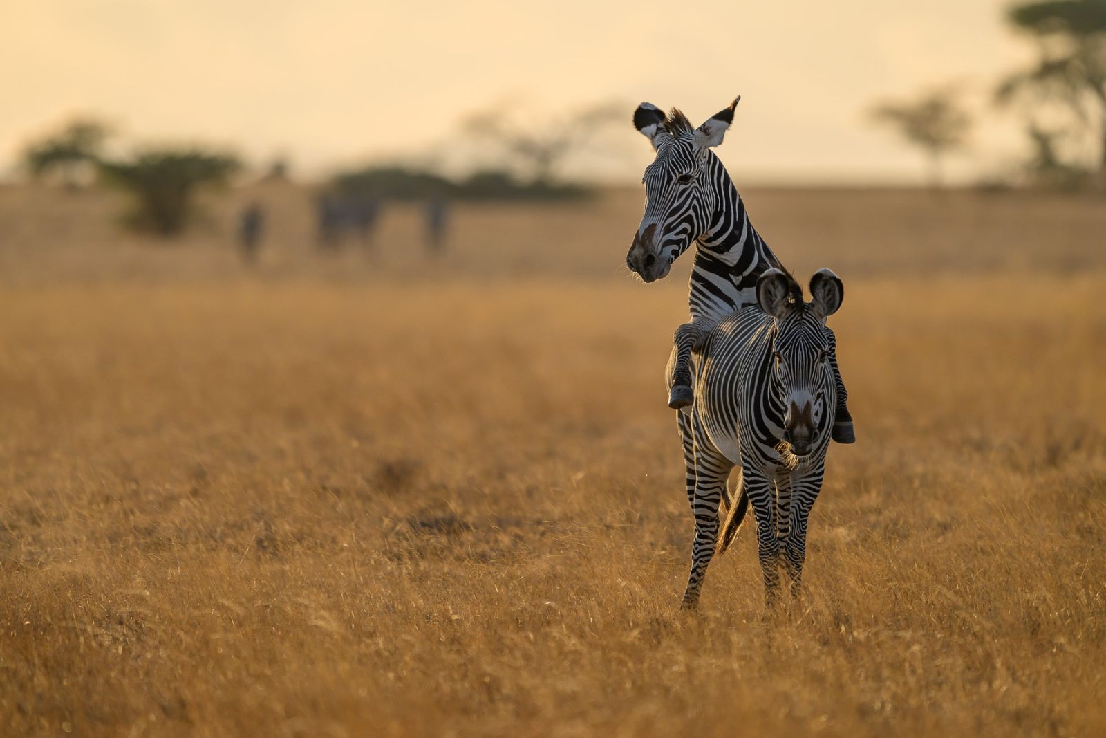 Zebras bei der Paarung im Samburu