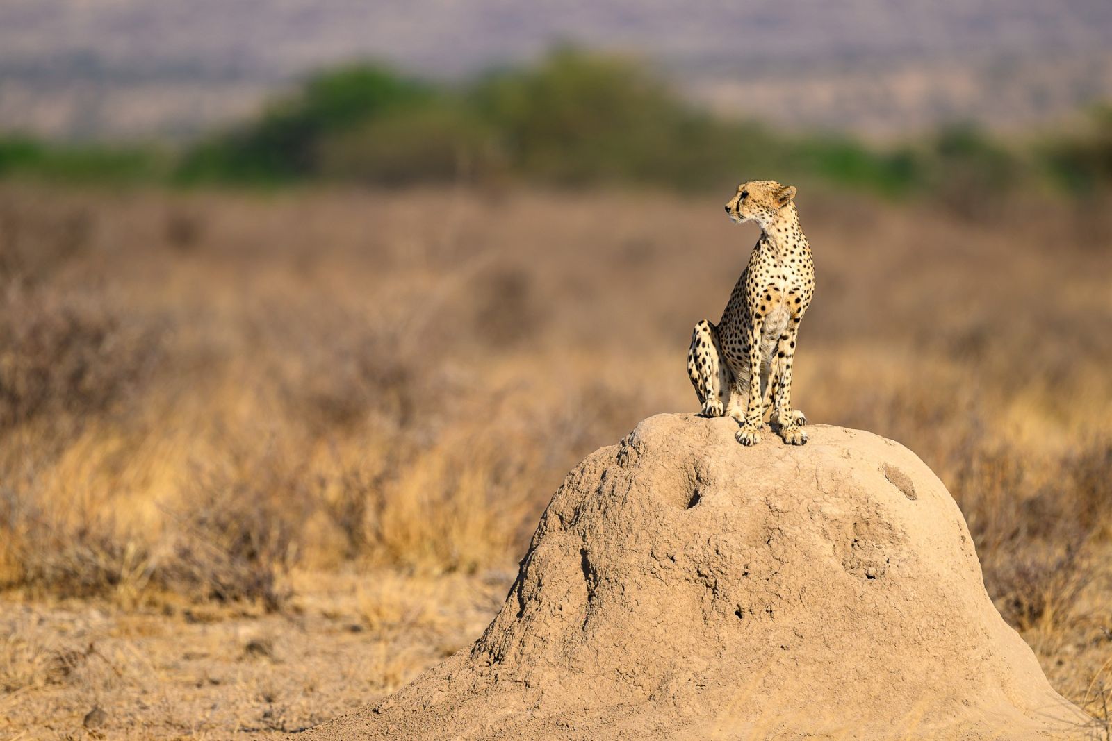 Gepard im Samburu