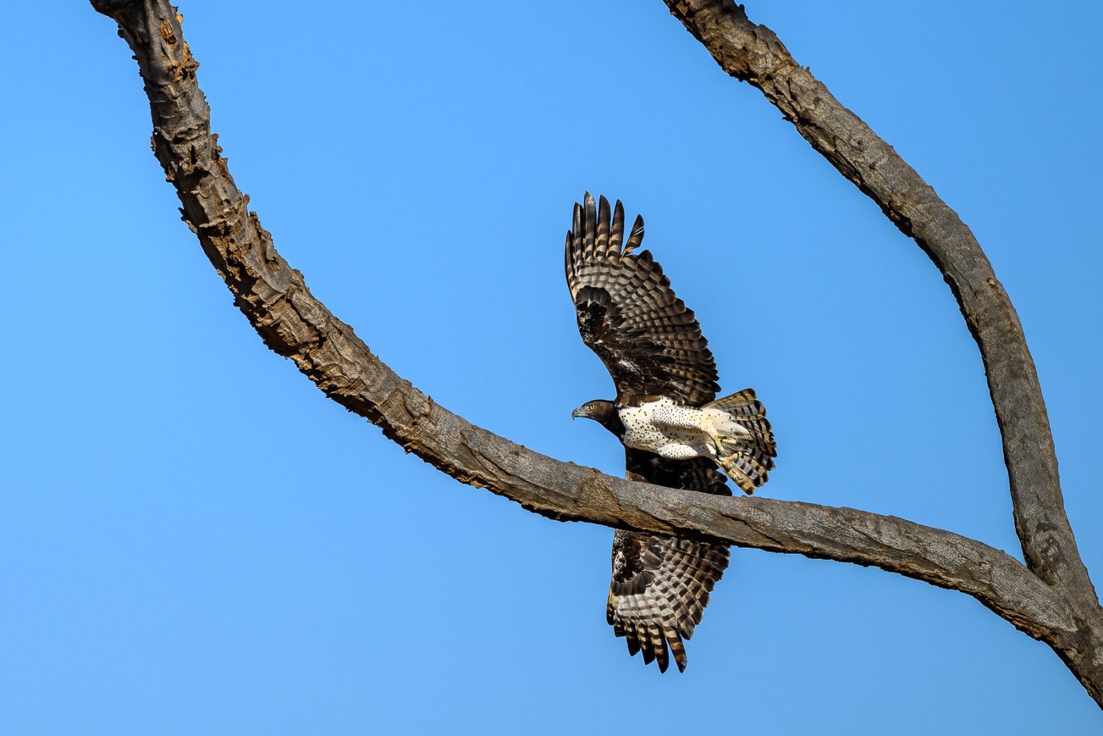 Adler im Flug, Samburu