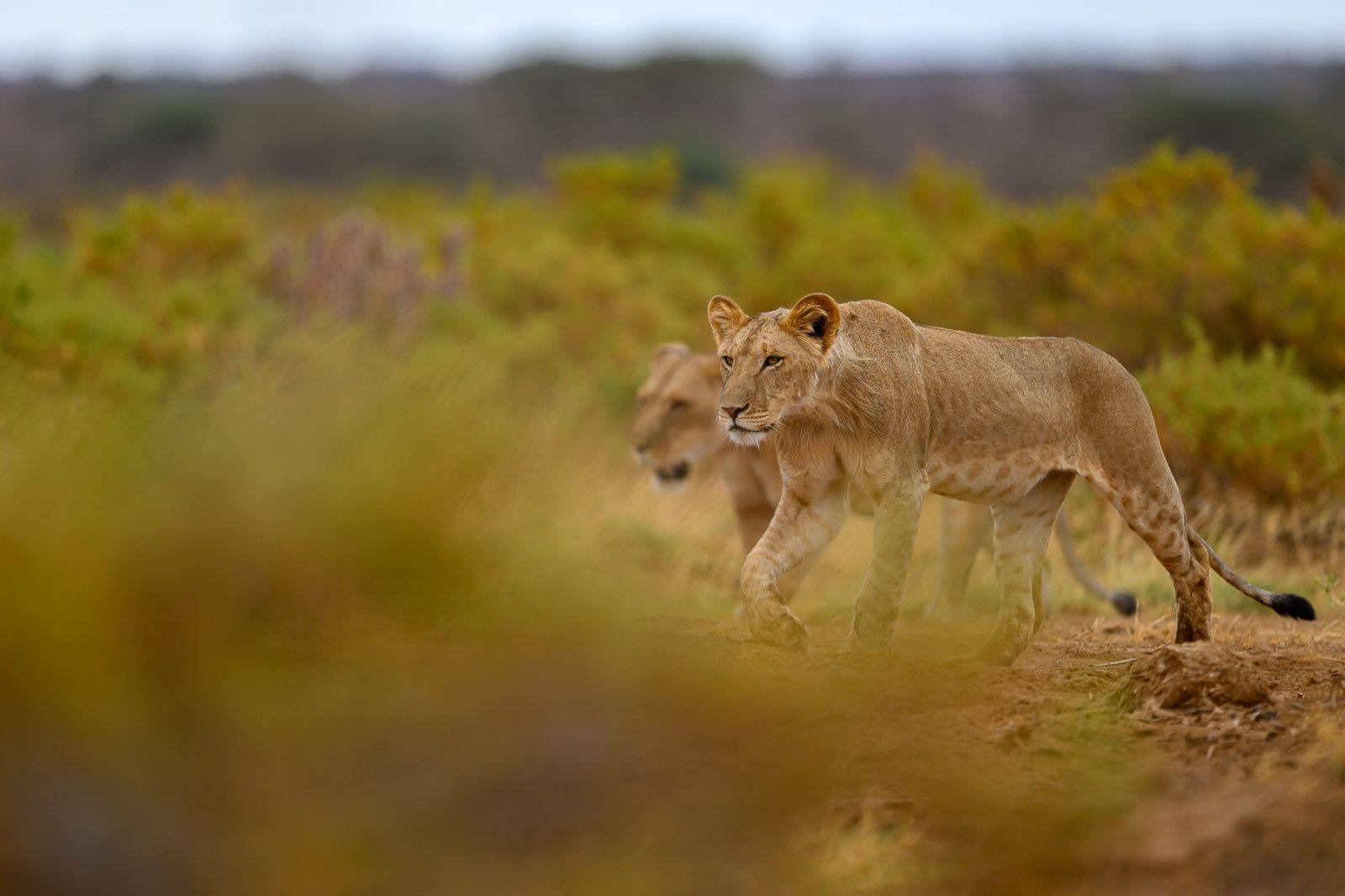Junge Löwen im Samburu