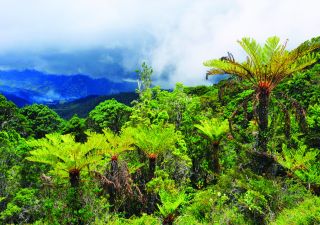 Farnwald beim Trekking auf Neuguinea