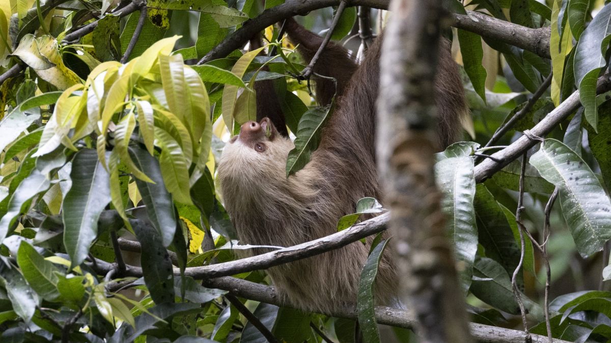 Dreizehen-Faultier in Costa Rica