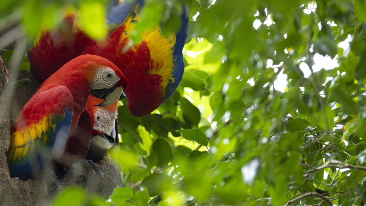 Costa Rica: Scharlacharas vor ihrer Bruthöhle