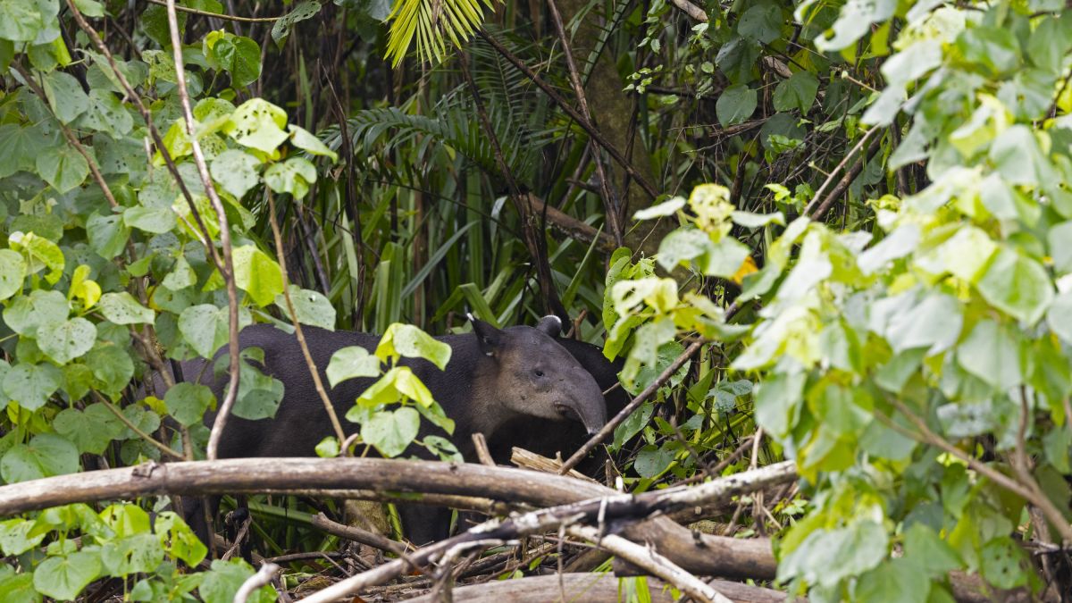 Tapir in Costa Rica