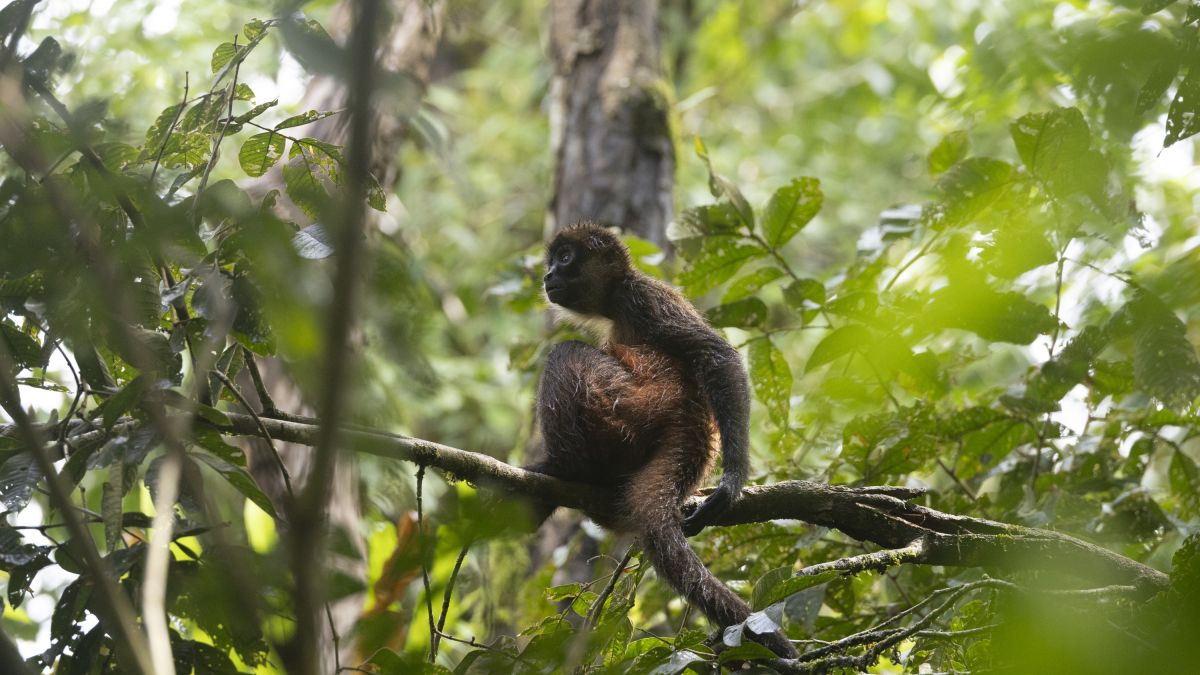 Affe in Costa Rica