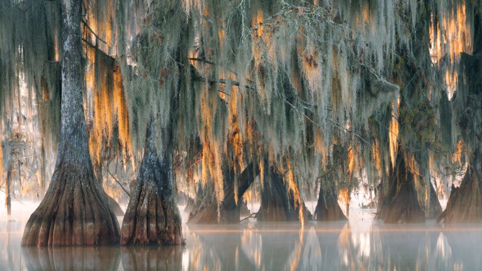 Zypressen – Louisiana, Lake Martin
