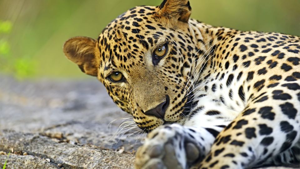 Leopard in Sri Lanka