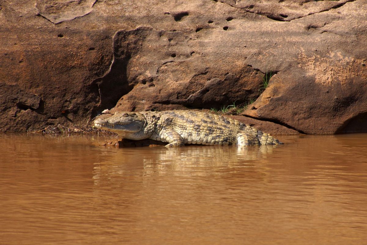 Krokodil im Tsiribihinafluss